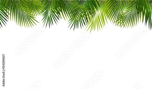 Green Palm Branch With White Background