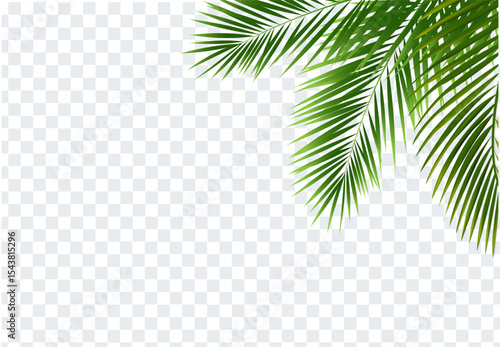 palm leaf background
