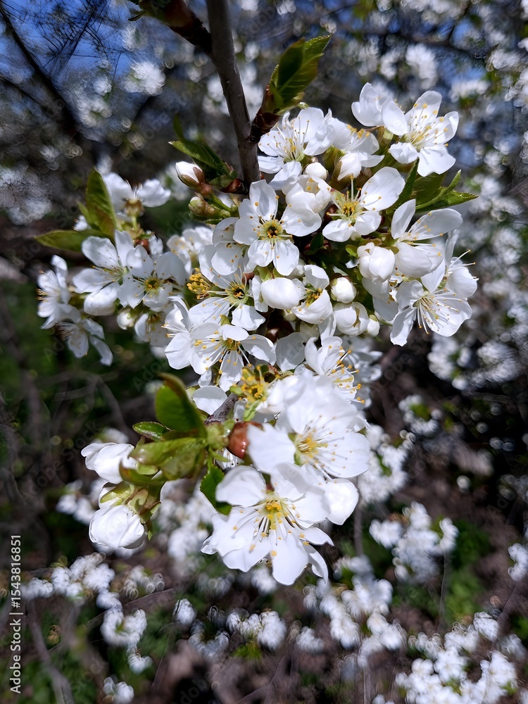 Beauty: Stunning Close-Up of Spring Blossoms Beauty: Stunning Close-Up of Spring Blossoms