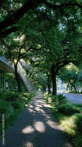 Sunlit Tree Lined Pathway  Urban Greenery  Scenic Walkway