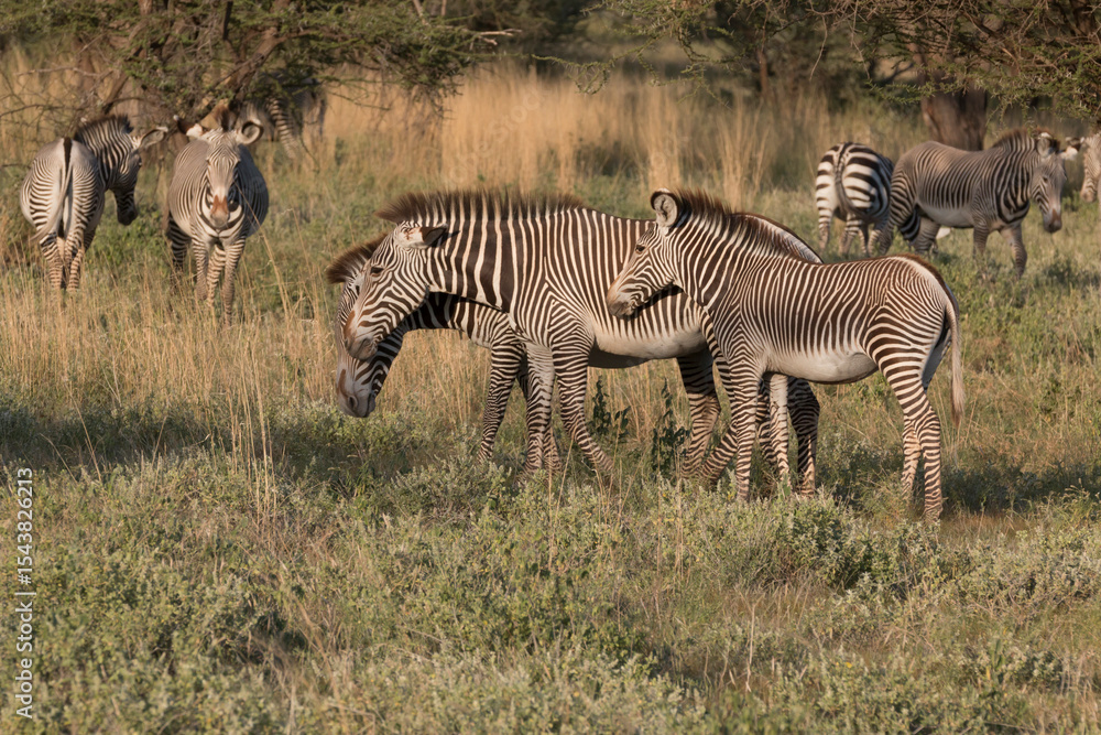 Obraz premium Africa, Kenya, Samburu National Reserve, Grevy's Zebra.