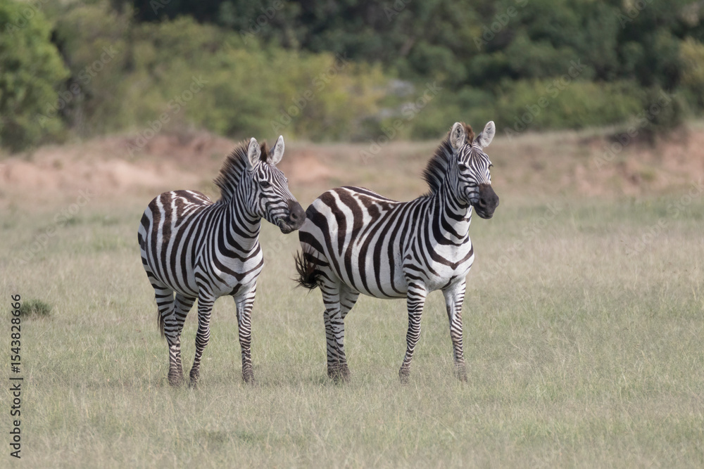 Obraz premium Africa, Kenya, Masai Mara National Reserve. Plains zebra.