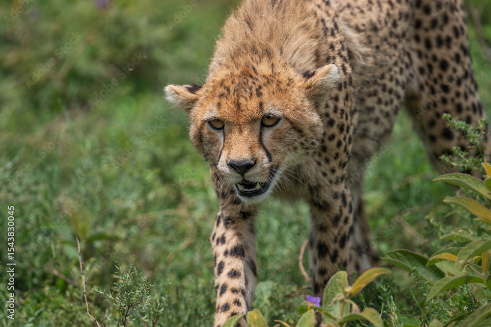 Africa, Tanzania, Ngorongoro Conservation Area. Close-up of cheetah. Africa, Tanzania, Ngorongoro Conservation Area. Close-up of cheetah.