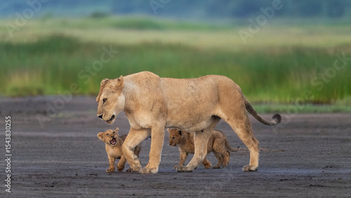 Africa, Tanzania, Ngorongoro Conservation Area. Lioness and cubs walking.