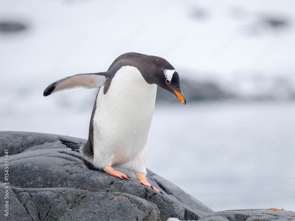 Fototapeta premium Gentoo Penguin waking to the shore. Antarctica, Antarctic Peninsula, Wiencke Island.
