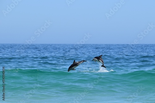 Photography Two dolphins leaping out of the ocean with splashing water and clear blue sky