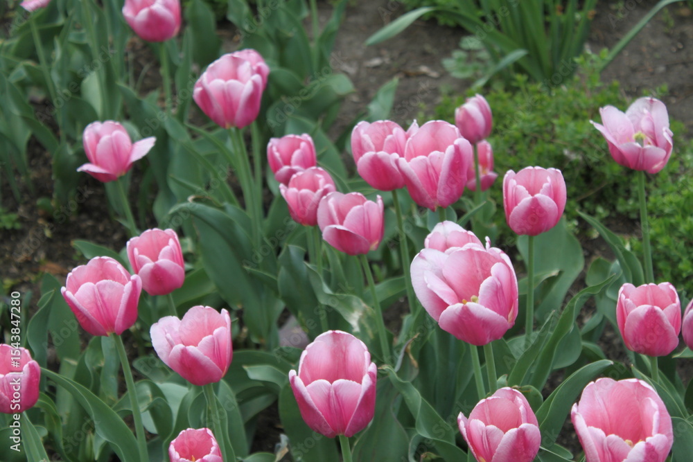 Fototapeta premium pink tulips in the garden