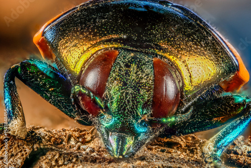 Foto Indonesia, Trangan Island. Metallic wood boring beetle close-up.