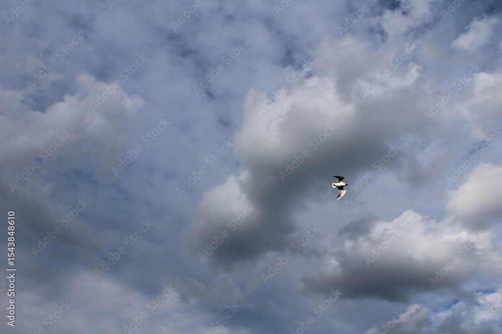 Fototapeta premium bird flying in the sky