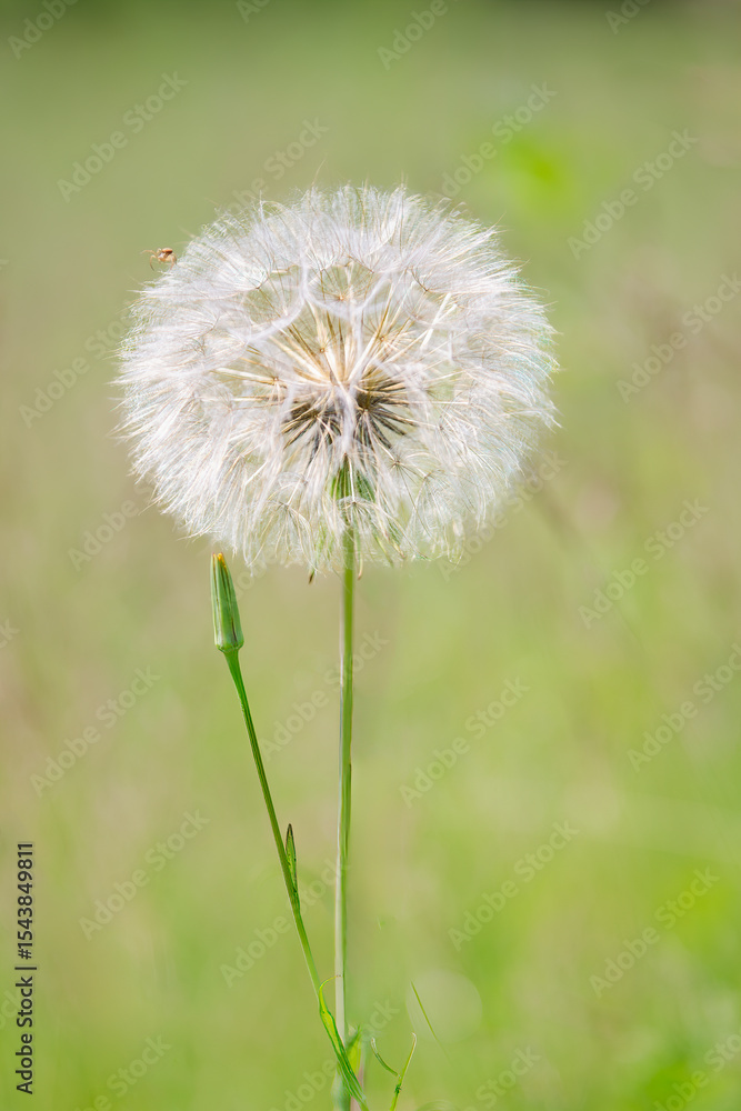 Fototapeta premium large goatsbeard seed head