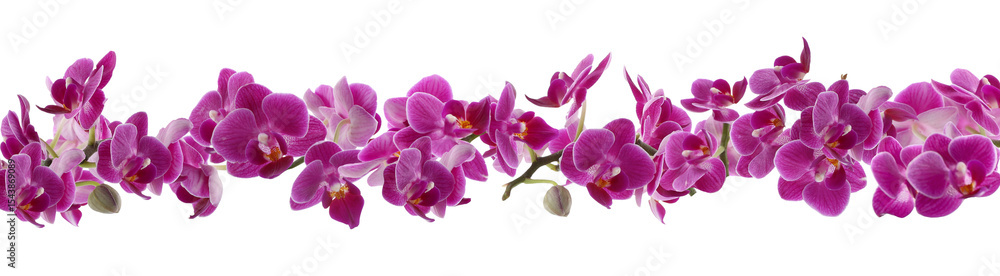 Obraz premium Beautiful orchid flowers on white background, banner design