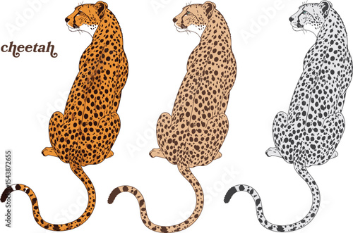Cheetah and Leopard Illustrations – Wild Big Cat Vector Set