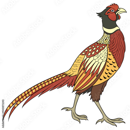 pheasant male isolated on white