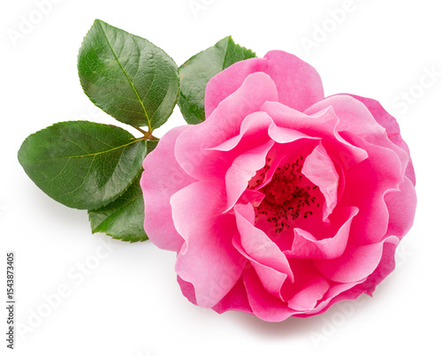 Pink rose or Bulgarian or Damask rose with green leaves, is used as a flavoring ingredient in culinary and perfume production. File contains clipping path.