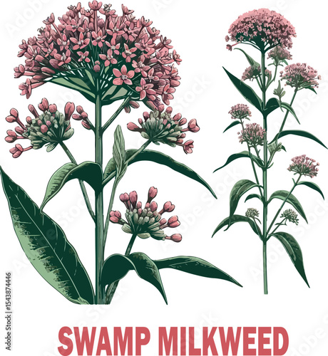 Swamp Milkweed Botanical logo Vector white background .