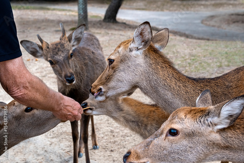 Wild sika deer eating cracker, Nara, Japan