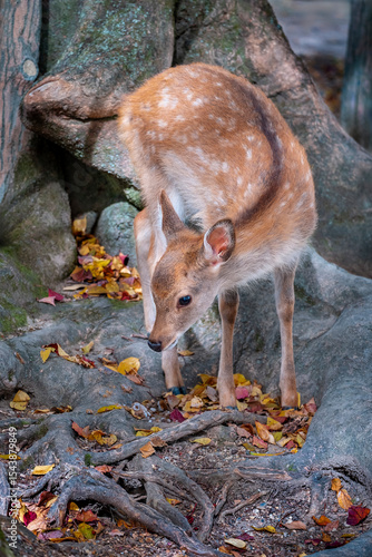 Wild sika deer, Nara, Japan
