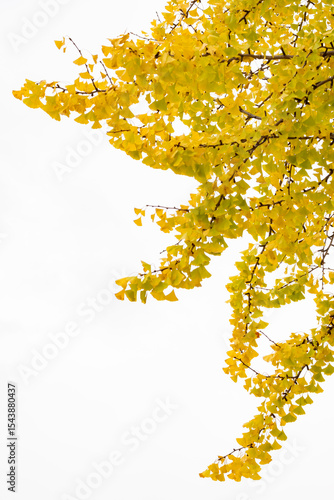 Yellow gingko leaves, autumn, Hiroshima, Japan