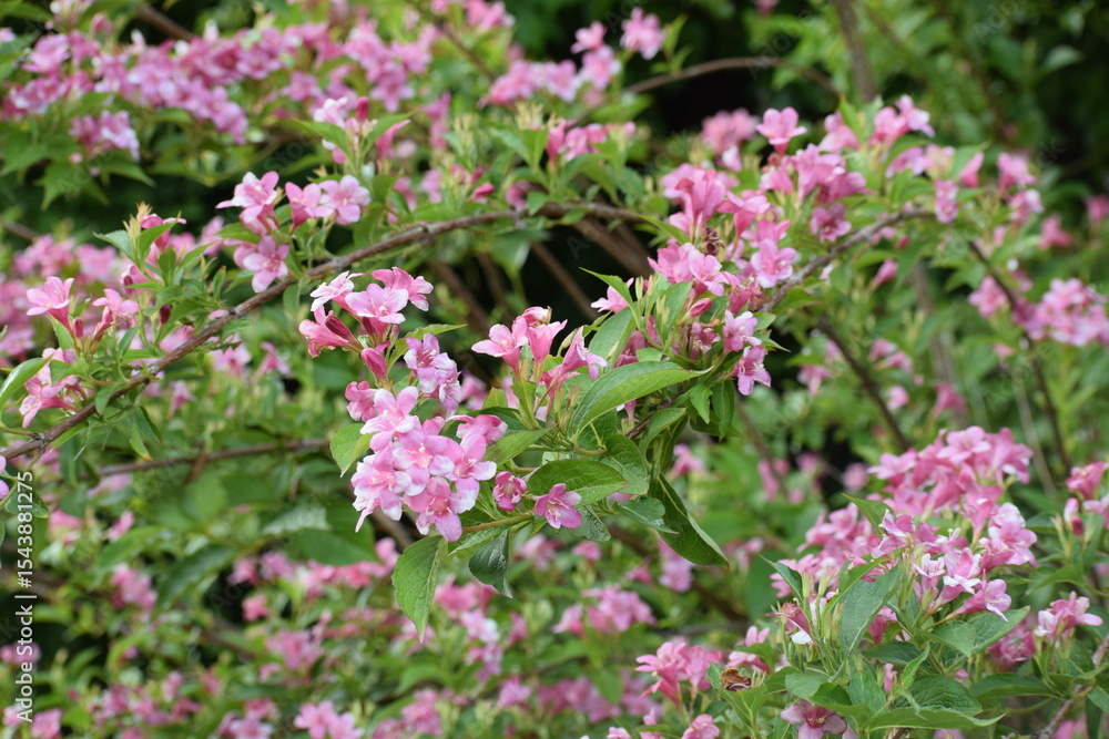 Obraz premium pink flowers in the garden