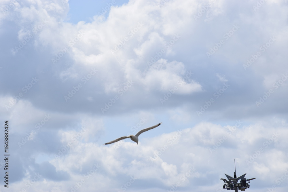 Obraz premium seagulls in the sky over the sea