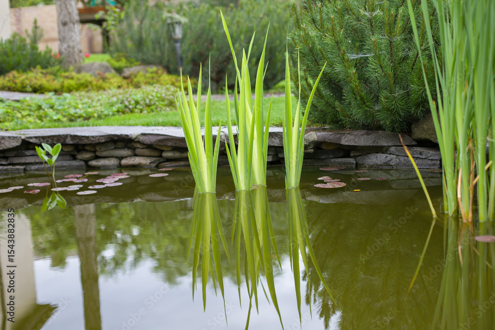 Fototapeta premium Garden pond with reeds and plants in the summer garden.