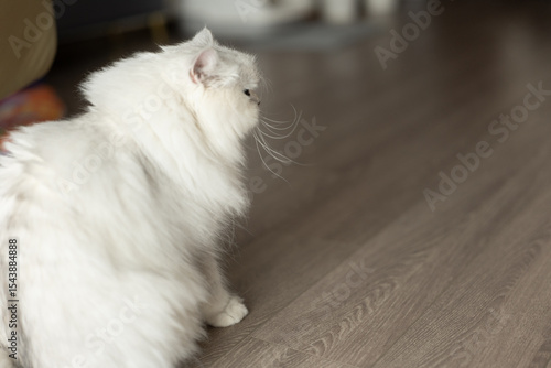 Konstfotografi A multi-pet household featuring adorable long-haired Chinchilla and American Shorthair cats, enjoying a healthy lifestyle