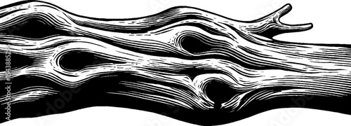 Intricate bark texture with insect holes and curling chips for design and nature projects