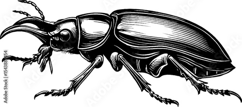 Detailed beetle with glossy shell and spread legs in black ink drawing for nature design