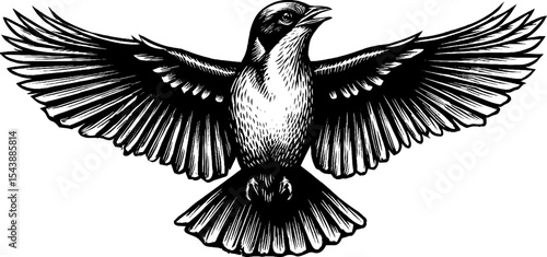 Elegant black and white blue jay illustration with open wings and calling pose