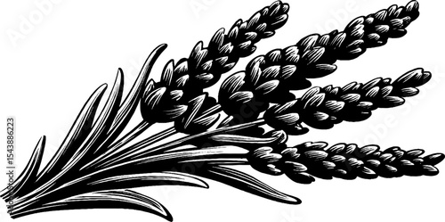 Elegant black and white woodcut of lavender stems for botanical art design