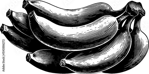 Vintage style engraving of a bunch of ripe bananas
