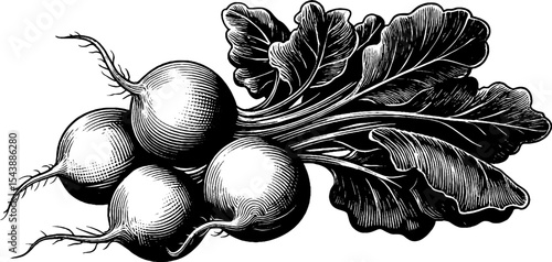 Black and white illustration of radishes with tangled roots for botanical design
