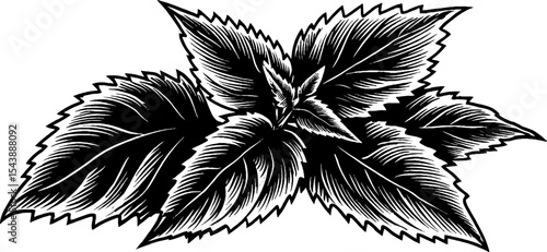 Intricate black and white nettle leaves with jagged edges for design