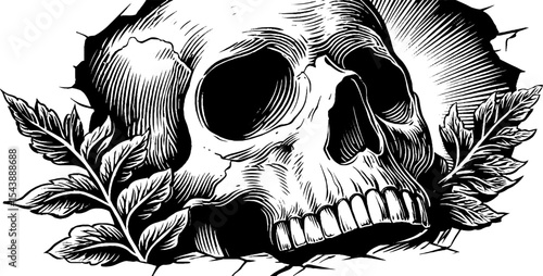 Nature reclaiming: fern growth through cracked skull art design for tattoos or posters