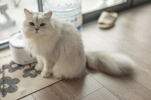Bild auf Leinwand A multi-pet household featuring adorable long-haired Chinchilla and American Shorthair cats, enjoying a healthy lifestyle