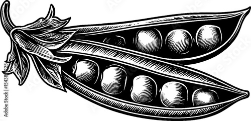 Black and white engraving of a slightly open green pea pod with peas