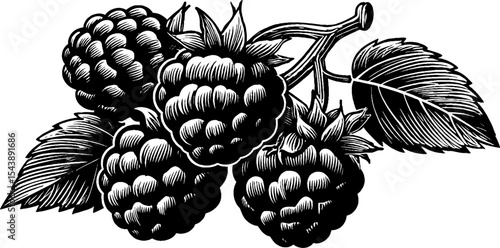 Detailed black and white illustration of ripe raspberries on a branch