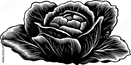 Detailed black and white cabbage drawing with layered leaves