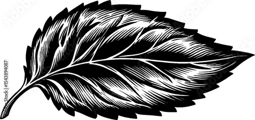 Artistic black and white illustration of a serrated mint leaf for design