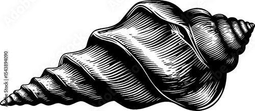Minimal monoline spiral shell design in black and white for nature-inspired projects