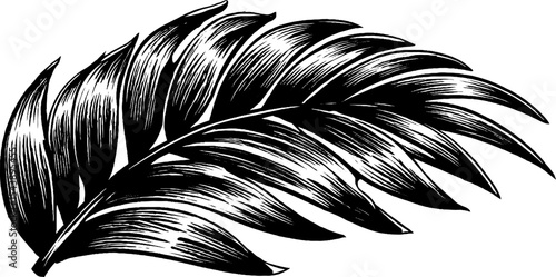 Monochrome palm frond leaf with long slender fingers for botanical design
