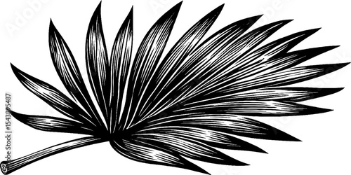 Elegant black and white palm frond design for tropical art and decoration
