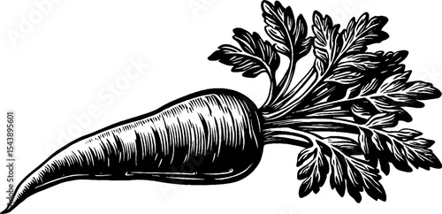 Detailed black and white parsnip illustration with long root for botanical design