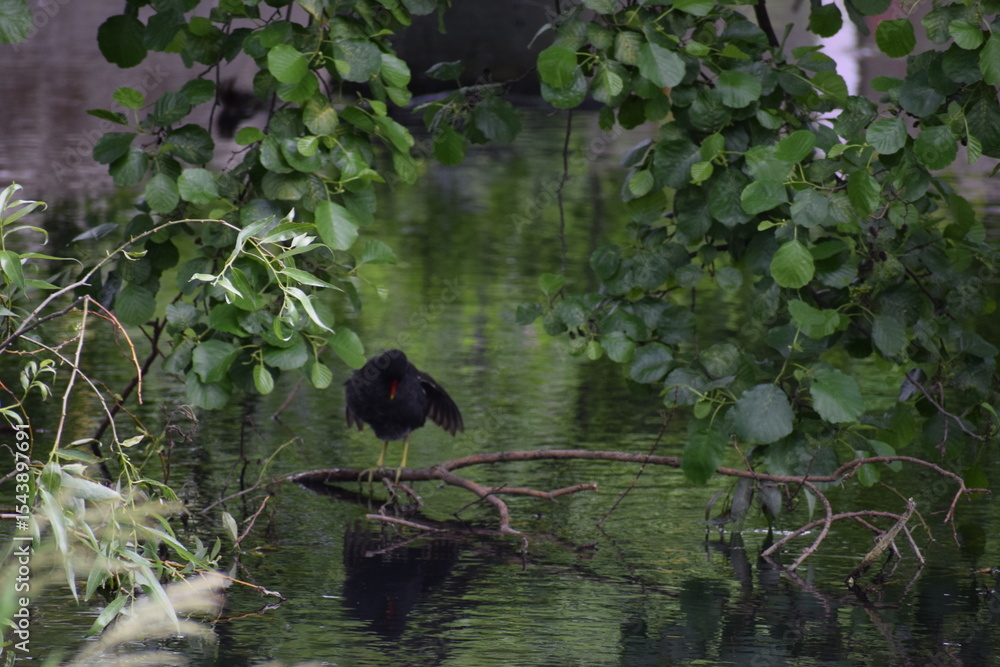 Naklejka premium a black swan in the lake