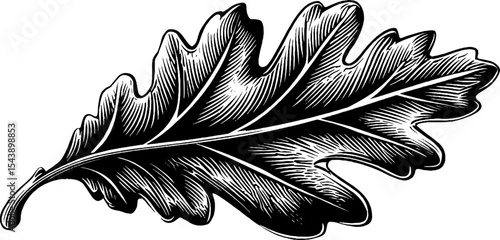 Intricate black and white oak leaf on white background for botanical designs