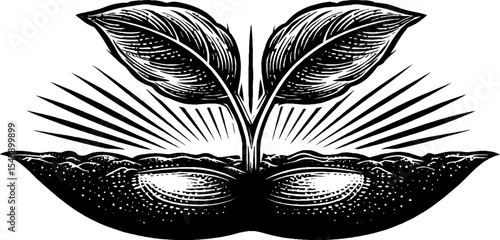 Growth and renewal concept with a sprouting seed in black and white design