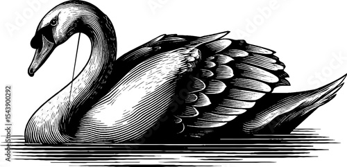 Elegant swan gliding on still water in black and white woodcut style