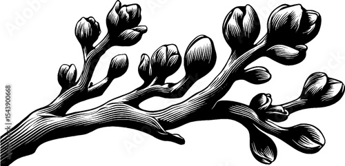 Twisted tree branch with buds and broken tips - nature illustration for botanical study