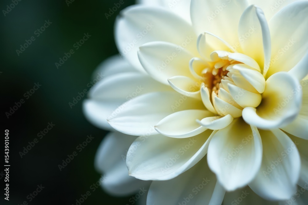Fototapeta premium Petal detail of blooming white dahlia flower in macro photography, nature, flower power, garden