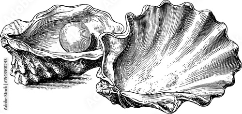 Glimmering pearl inside open seashell - nautical art for print design